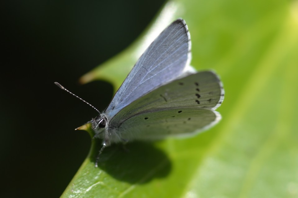 Leica 75mm Summicron Asph with OUFRO