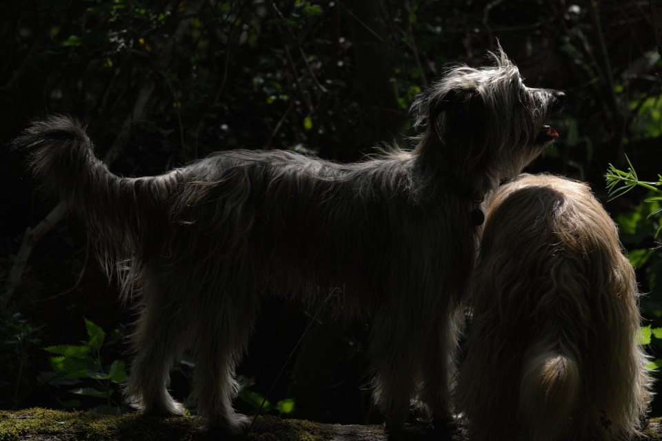 Leica 135mm Apo Telyt