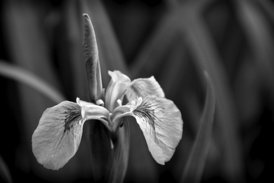 Leica R 60mm macro elmarit