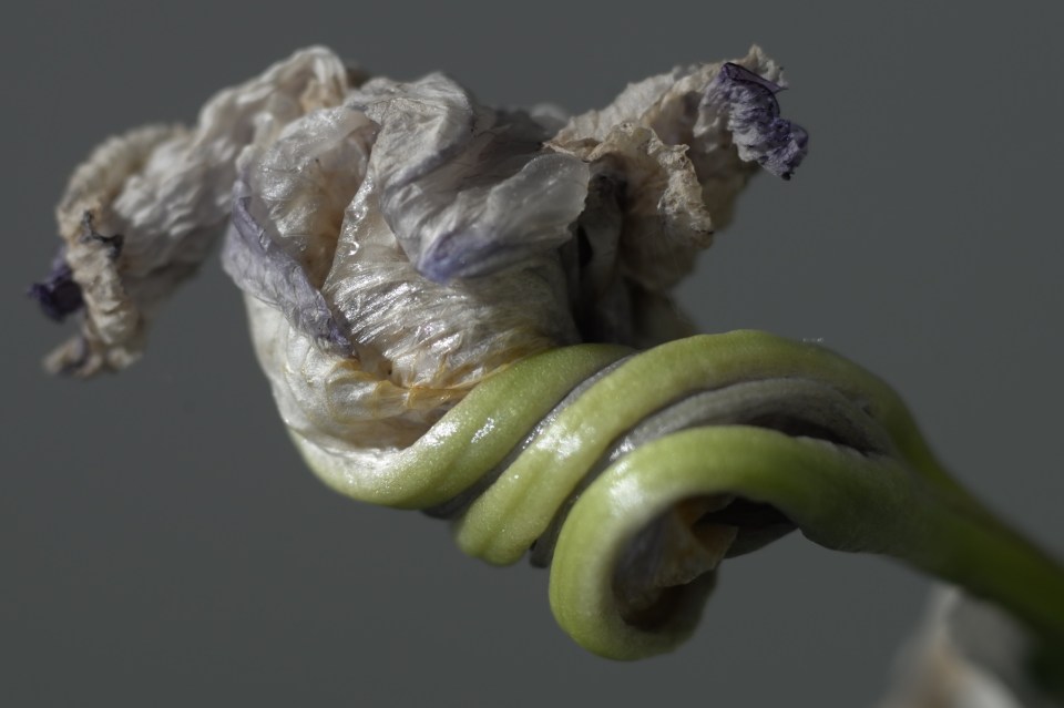 Leica R 60mm macro elmarit