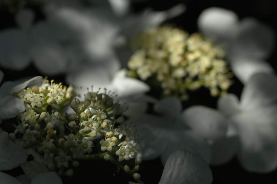 Leica R 60mm macro elmarit